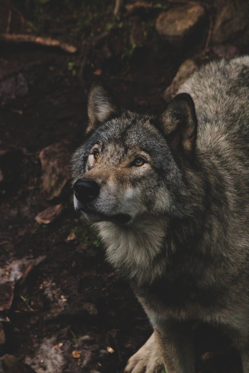 dog in a forest